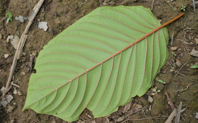 red bali kratom leaf