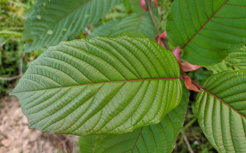 red borneo kratom