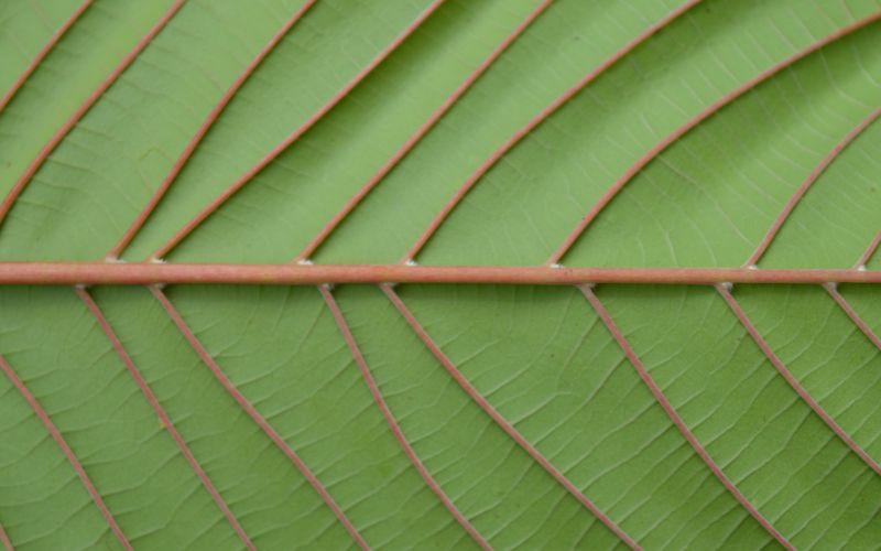 veins of red borneo leaf