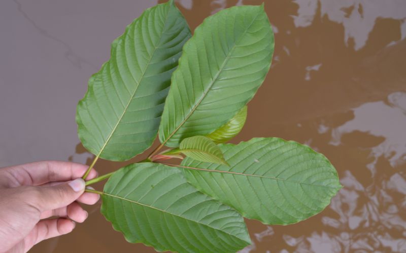 What is Red Kratom Used for?